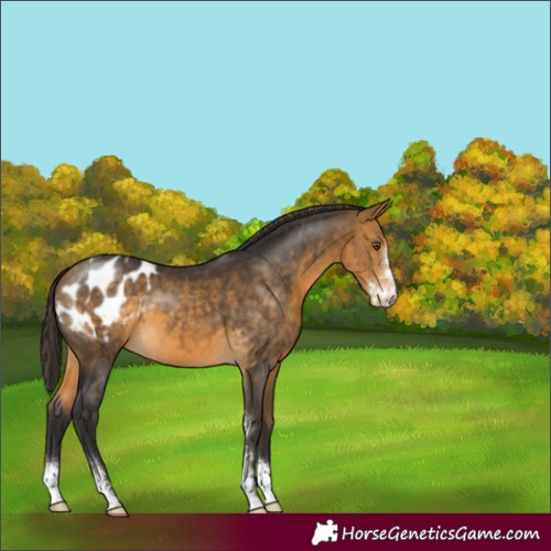 Horse Color:Buckskin Sabino Appaloosa 