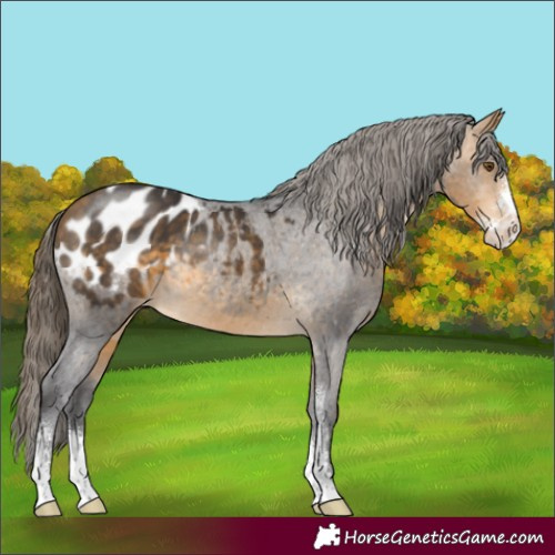 Horse Color:Buckskin Sabino Blanket 