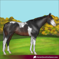 Horse Color:Brown Sabino Tobiano Rabicano 