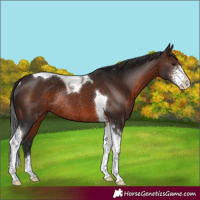 Horse Color:Brown Sabino Tobiano Rabicano 