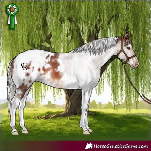 Horse Color:White Spotted Silver Brown Tobiano Varnish 