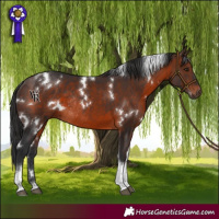 Horse Color:White Spotted Brown Tobiano Rabicano