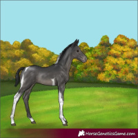 Horse Color:Black Tobiano Appaloosa Rabicano 
