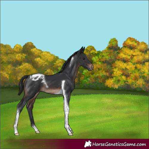 Horse Color:Brown Tobiano Varnish 