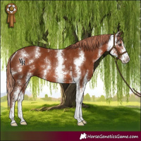 Horse Color:Chestnut Sabino Rabicano