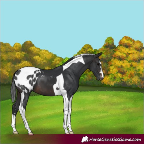 Horse Color:Brown Tobiano Blanket 