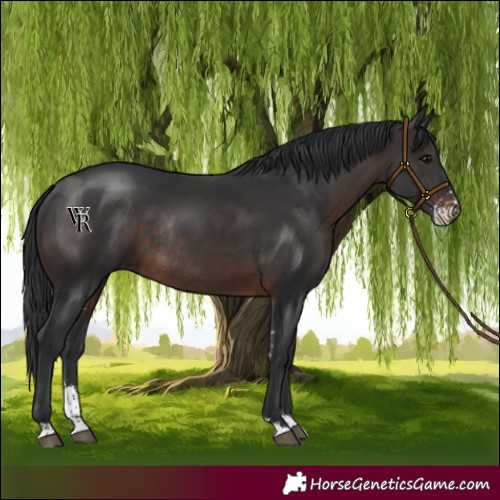 Horse Color:Brown Sabino Rabicano 