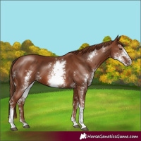 Horse Color:Chestnut Sabino