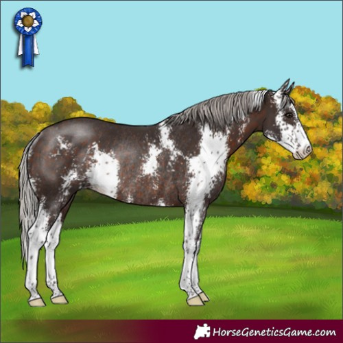Horse Color:Silver Brown Sabino Rabicano 