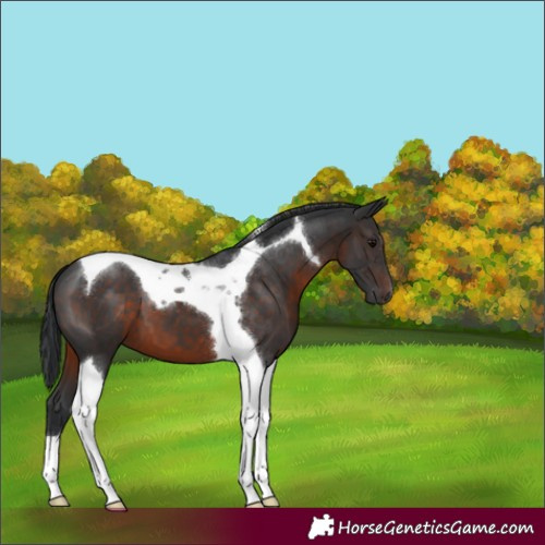 Horse Color:Brown Tobiano 