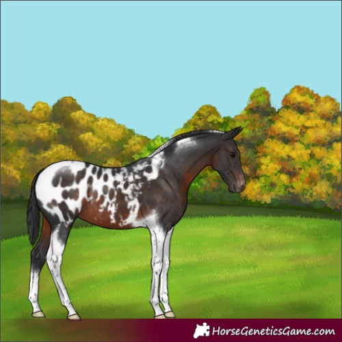Horse Color:Brown Tobiano Appaloosa 
