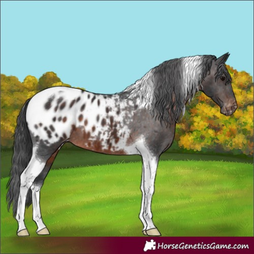 Horse Color:Brown Tobiano Blanket 