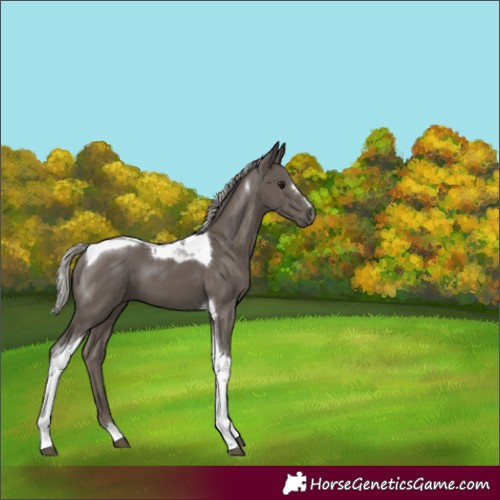 Horse Color:Silver Black Tobiano 