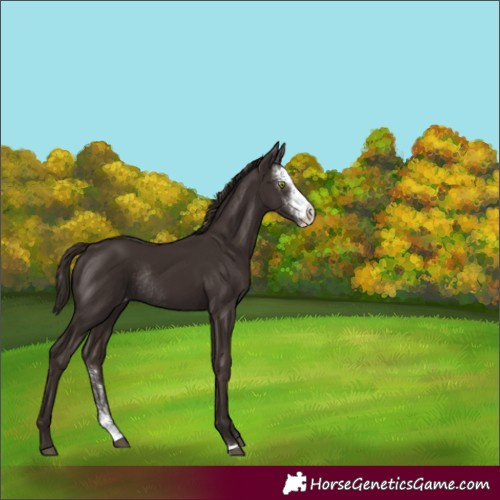 Horse Color:Liver Chestnut Sabino Varnish Rabicano 