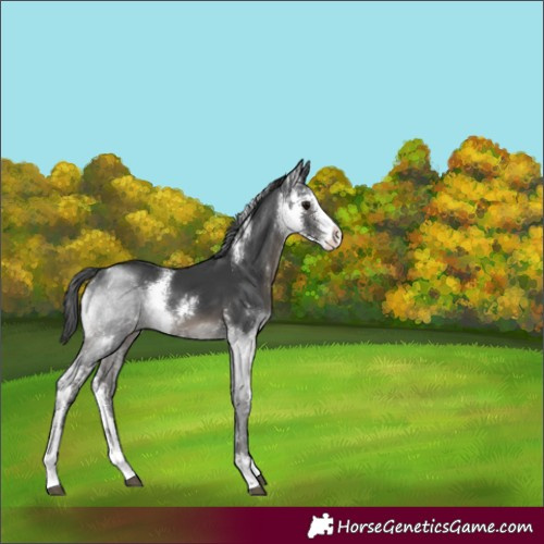 Horse Color:Black Sabino Rabicano 
