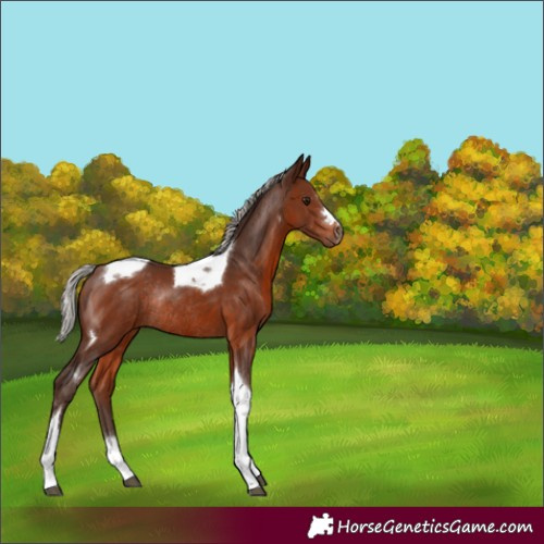 Horse Color:Silver Brown Tobiano Rabicano 