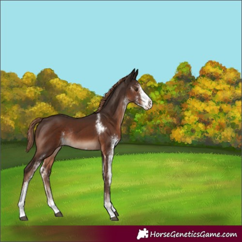 Horse Color:Liver Chestnut Sabino Rabicano 