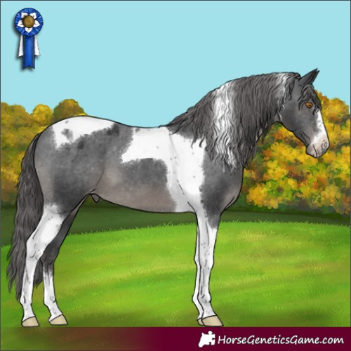 Horse Color:Black Tobiano Varnish 