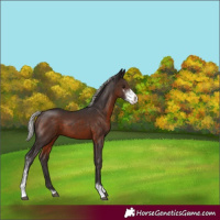 Horse Color:Silver Brown Sabino 