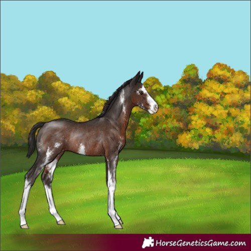 Horse Color:Liver Chestnut Sabino Appaloosa Rabicano 