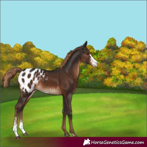 Horse Color:Liver Chestnut Sabino Appaloosa 