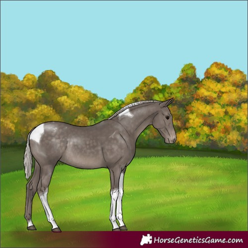 Horse Color:Silver Black Tobiano Varnish Rabicano 