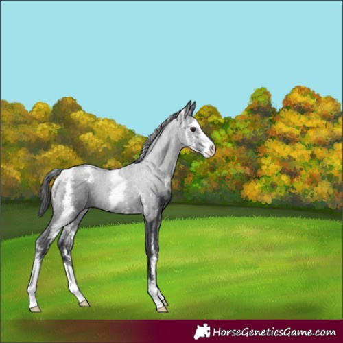 Horse Color:Black Sabino 
