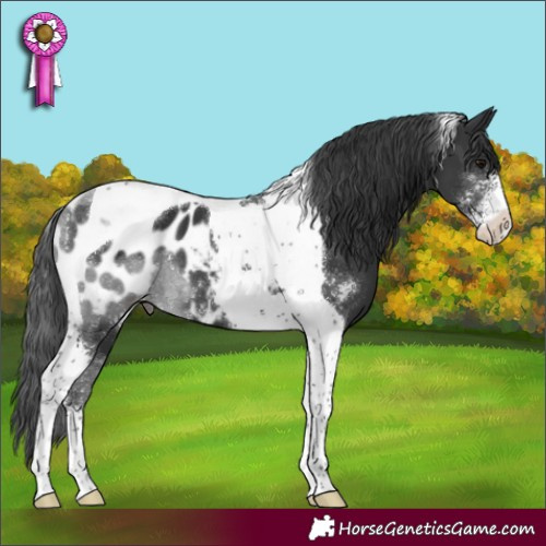 Horse Color:Black Sabino Tobiano Appaloosa 