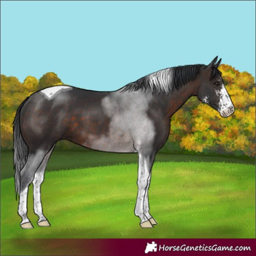 Horse Color:Brown Sabino Tobiano 