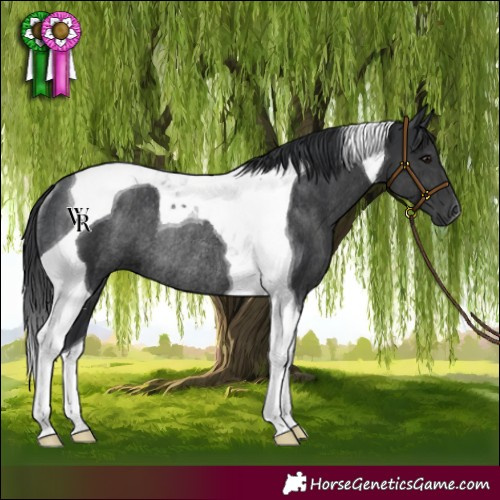 Horse Color:Black Tobiano Rabicano 