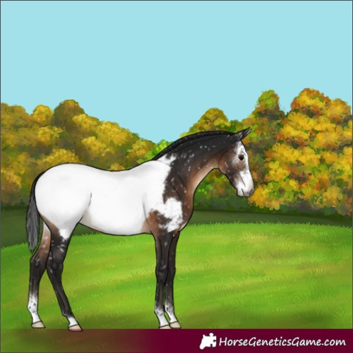 Horse Color:Gray Brown Sabino Near Fewspot Rabicano 