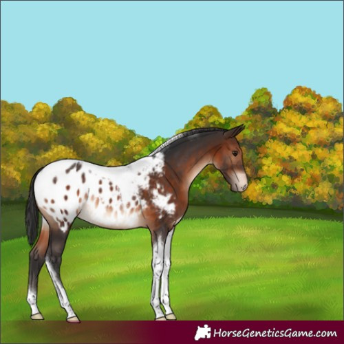 Horse Color:Brown Tobiano Appaloosa Rabicano 