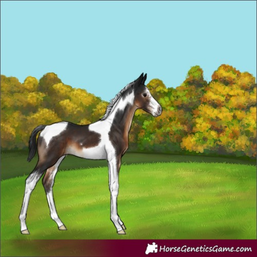 Horse Color:Gray Brown Sabino Tobiano 