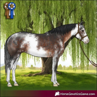 Horse Color:Brown Sabino Appaloosa Rabicano