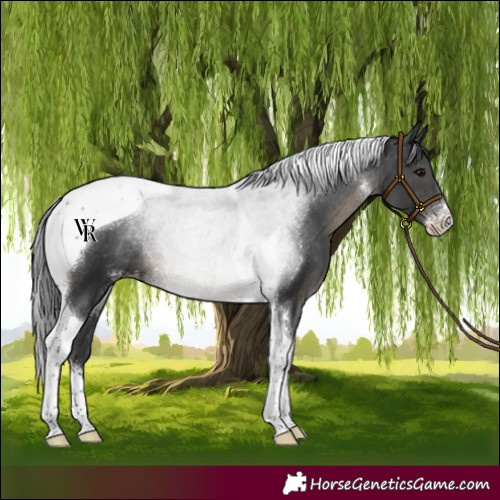 Horse Color:Black Sabino Tobiano Appaloosa Rabicano 