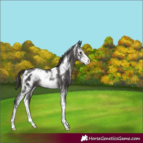 Horse Color:Smoky Black Sabino Appaloosa Rabicano 