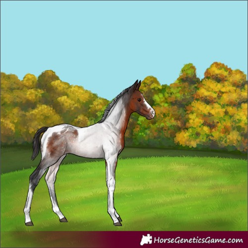 Horse Color:Brown Tobiano Varnish 
