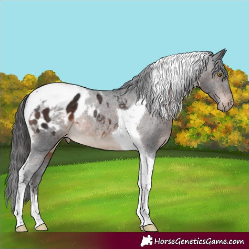 Horse Color:Brown Tobiano Appaloosa Rabicano 