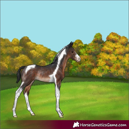 Horse Color:Brown Tobiano Varnish Rabicano 