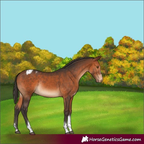 Horse Color:Bay Tobiano Varnish Rabicano 