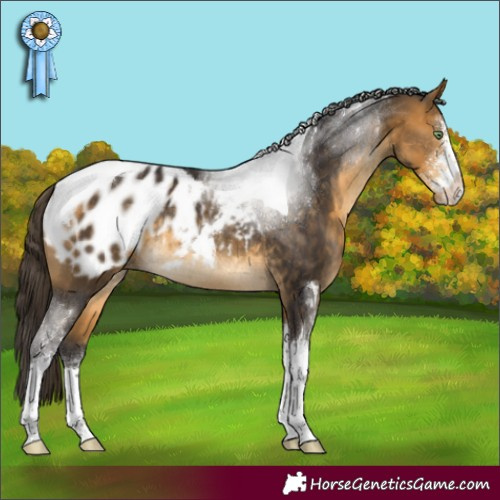 Horse Color:Buckskin Sabino Tobiano Appaloosa Rabicano 