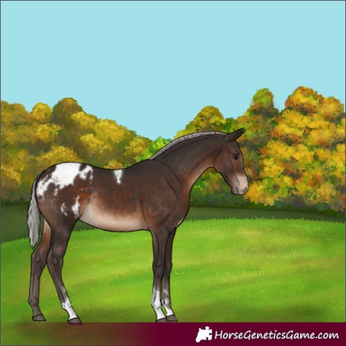 Horse Color:Silver Brown Tobiano Blanket Rabicano 