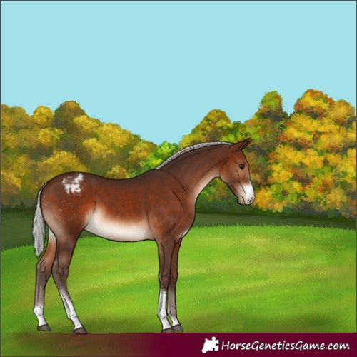 Horse Color:Silver Brown Sabino Tobiano Varnish Rabicano 