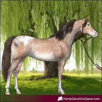 Horse Color:Amber Champagne Tobiano Appaloosa Rabicano 