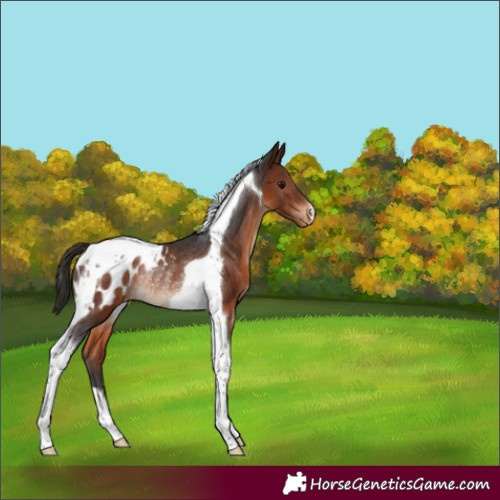 Horse Color:Brown Tobiano Blanket Rabicano 