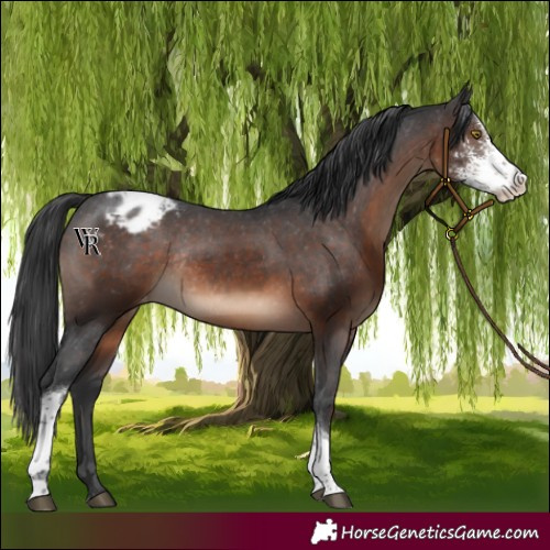 Horse Color:Brown Sabino Tobiano Appaloosa Rabicano 