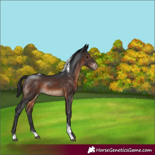 Horse Color:Brown Tobiano Varnish Rabicano 