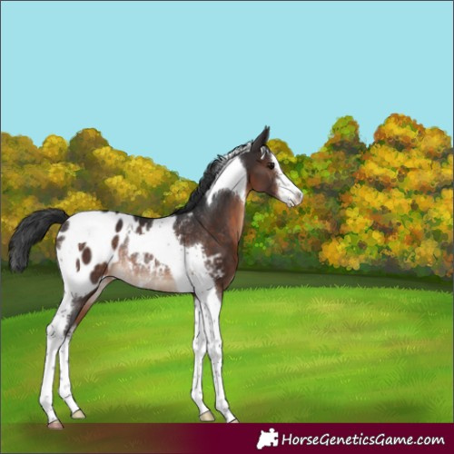 Horse Color:White Spotted Brown Tobiano Appaloosa Rabicano 