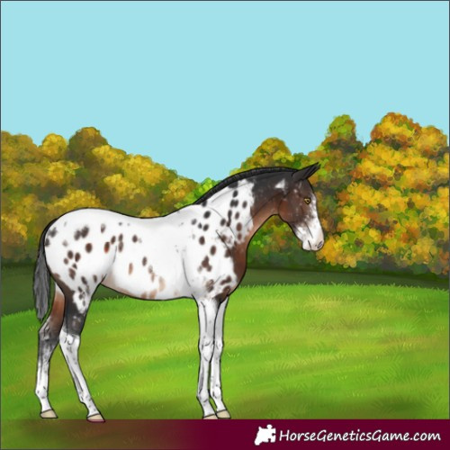 Horse Color:Brown Sabino Tobiano Appaloosa Rabicano 
