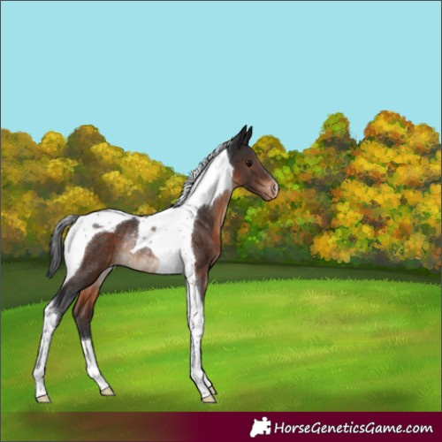 Horse Color:Brown Tobiano Appaloosa Rabicano 